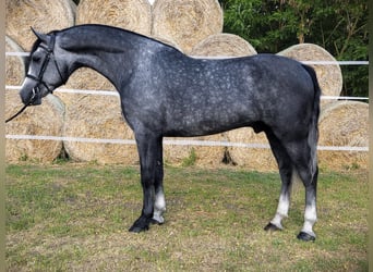 KWPN, Stallion, 5 years, 16,1 hh, Grey-Dapple