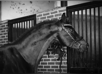 KWPN, Stallion, 5 years, 17.1 hh, Bay-Dark