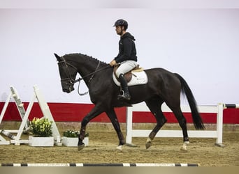 KWPN, Stallion, 5 years, 17.1 hh, Black