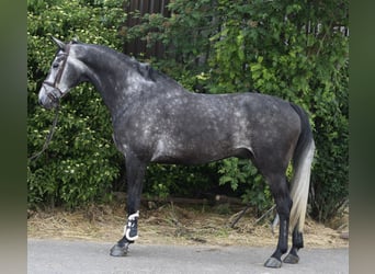 KWPN, Stallion, 5 years, 17 hh, Grey-Dapple