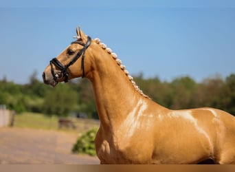 KWPN, Stallion, 5 years, 17 hh, Palomino