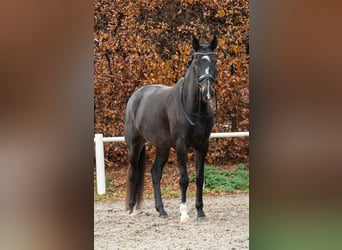 KWPN, Stallion, 5 years, 17 hh, Smoky-Black