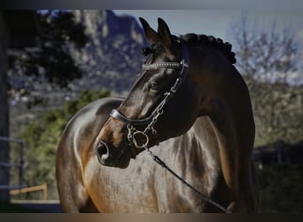 KWPN, Stallion, 5 years, 17,1 hh, Bay-Dark