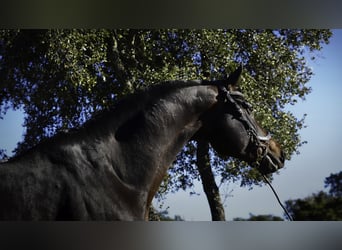 KWPN, Stallion, 5 years, 17,1 hh, Bay-Dark