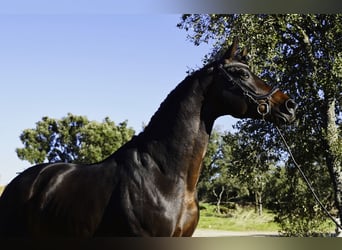 KWPN, Stallion, 5 years, 17,1 hh, Bay-Dark