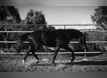 KWPN, Stallion, 5 years, 17,1 hh, Bay-Dark