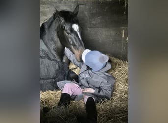 KWPN, Stallion, 6 years, 15.3 hh, Black