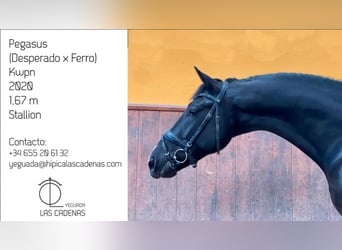 KWPN, Stallion, 6 years, 16.1 hh, Black