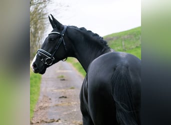 KWPN, Stallion, 6 years, 16.1 hh, Black