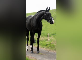 KWPN, Stallion, 6 years, 16.1 hh, Black