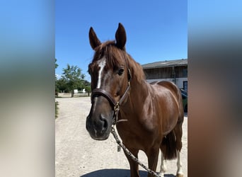 KWPN, Stallion, 6 years, 16,1 hh, Chestnut