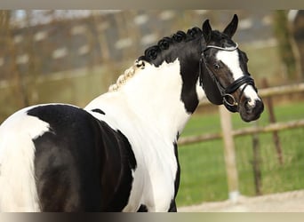 KWPN, Stallion, 6 years, 16.1 hh, Pinto