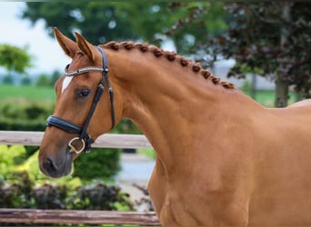 KWPN, Stallion, 6 years, 16.2 hh, Brown