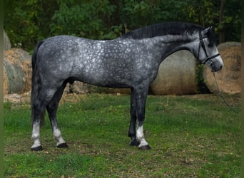 KWPN, Stallion, 6 years, 16.2 hh, Grey-Dapple