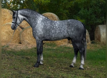 KWPN, Stallion, 6 years, 16.2 hh, Grey-Dapple