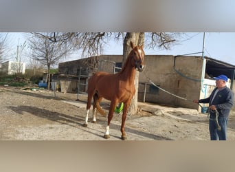 KWPN, Stallion, 6 years, 16,3 hh, Chestnut-Red