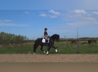 KWPN, Stallion, 6 years, 17.1 hh, Bay-Dark