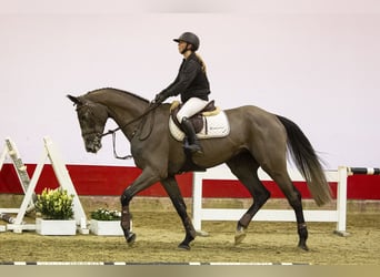 KWPN, Stallion, 6 years, Grullo