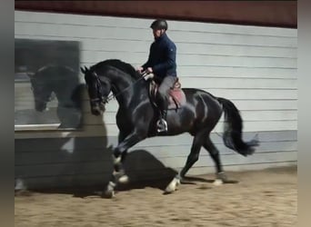 KWPN, Stallion, 8 years, 17.1 hh, Smoky-Black