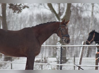 KWPN, Stallion, 8 years, 17,1 hh, Chestnut