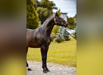 KWPN, Stallion, 9 years, 16.1 hh, Smoky-Black