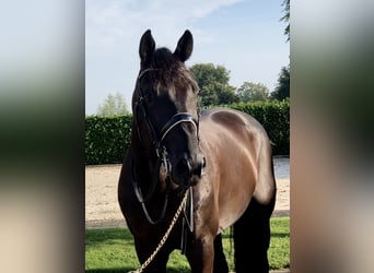 KWPN, Stallion, 9 years, 16,2 hh, Bay-Dark