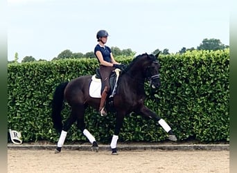 KWPN, Stallion, 9 years, 16,2 hh, Bay-Dark