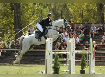 KWPN, Stallion, 9 years, 16,3 hh, Gray