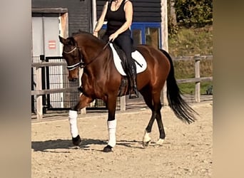 KWPN, Stallion, 9 years, 16 hh