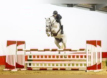 KWPN, Stallion, 9 years, 16,1 hh, Grey