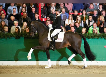 KWPN, Stallion, 8 years, 16.2 hh, Bay-Dark