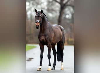 KWPN, Stallion, 7 years, 16.1 hh, Bay-Dark
