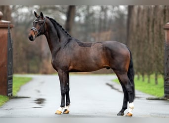 KWPN, Stallion, 7 years, 16.1 hh, Bay-Dark
