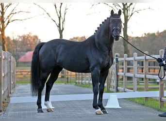 KWPN, Stallion, 12 years, Black