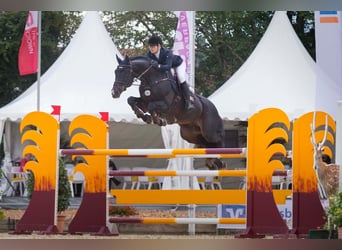 KWPN, Stallion, 24 years, 16.2 hh, Black