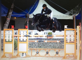 KWPN, Stallion, 24 years, 16.2 hh, Black