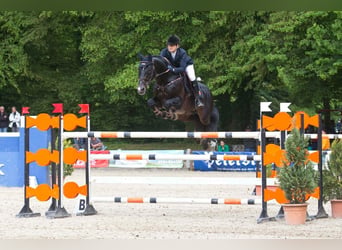 KWPN, Stallion, 24 years, 16.2 hh, Black