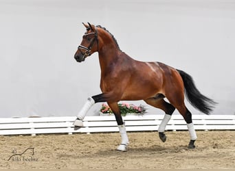 KWPN, Stallion, 7 years, Brown