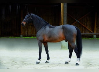 KWPN, Stallion, 32 years, 17 hh, Brown