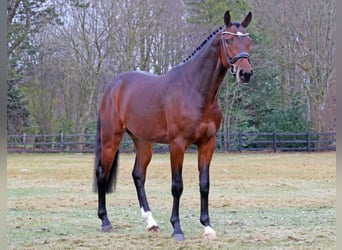 KWPN, Stallion, 7 years, 16.3 hh, Brown