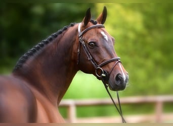 KWPN, Stallion, 23 years, 16,2 hh, Brown