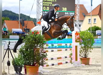 KWPN, Stallion, 9 years, 16,1 hh, Brown