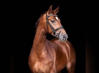 KWPN, Stallion, 6 years, 16.1 hh, Chestnut-Red