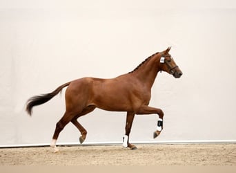 KWPN, Stallion, 6 years, 16.1 hh, Chestnut-Red