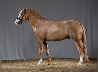 KWPN, Stallion, 3 years, 14.2 hh, Chestnut-Red