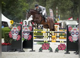 KWPN, Stallion, 7 years, 16,2 hh, Chestnut-Red