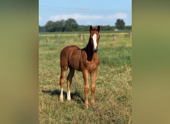 KWPN, Stallion, Foal (05/2026), 10.2 hh