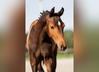 KWPN, Stallion, Foal (05/2025), 13,1 hh, Smoky-Black