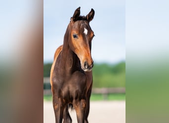 KWPN, Stallion, Foal (05/2025), 13,1 hh, Smoky-Black