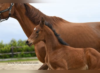 KWPN, Stallion, Foal (04/2024), 16.1 hh, Brown